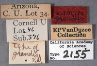 Cyrtolobus grandis image