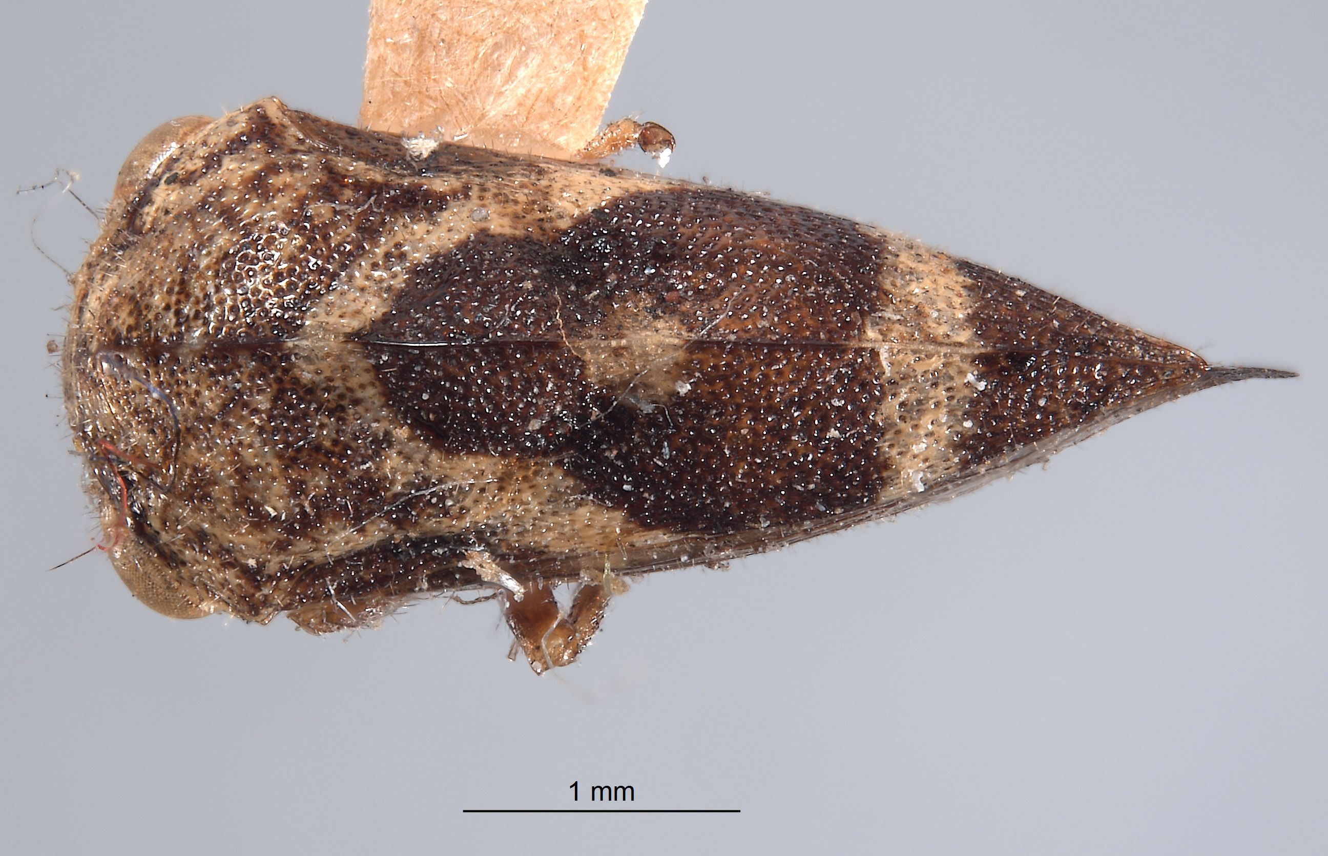 Cyrtolobus limus image