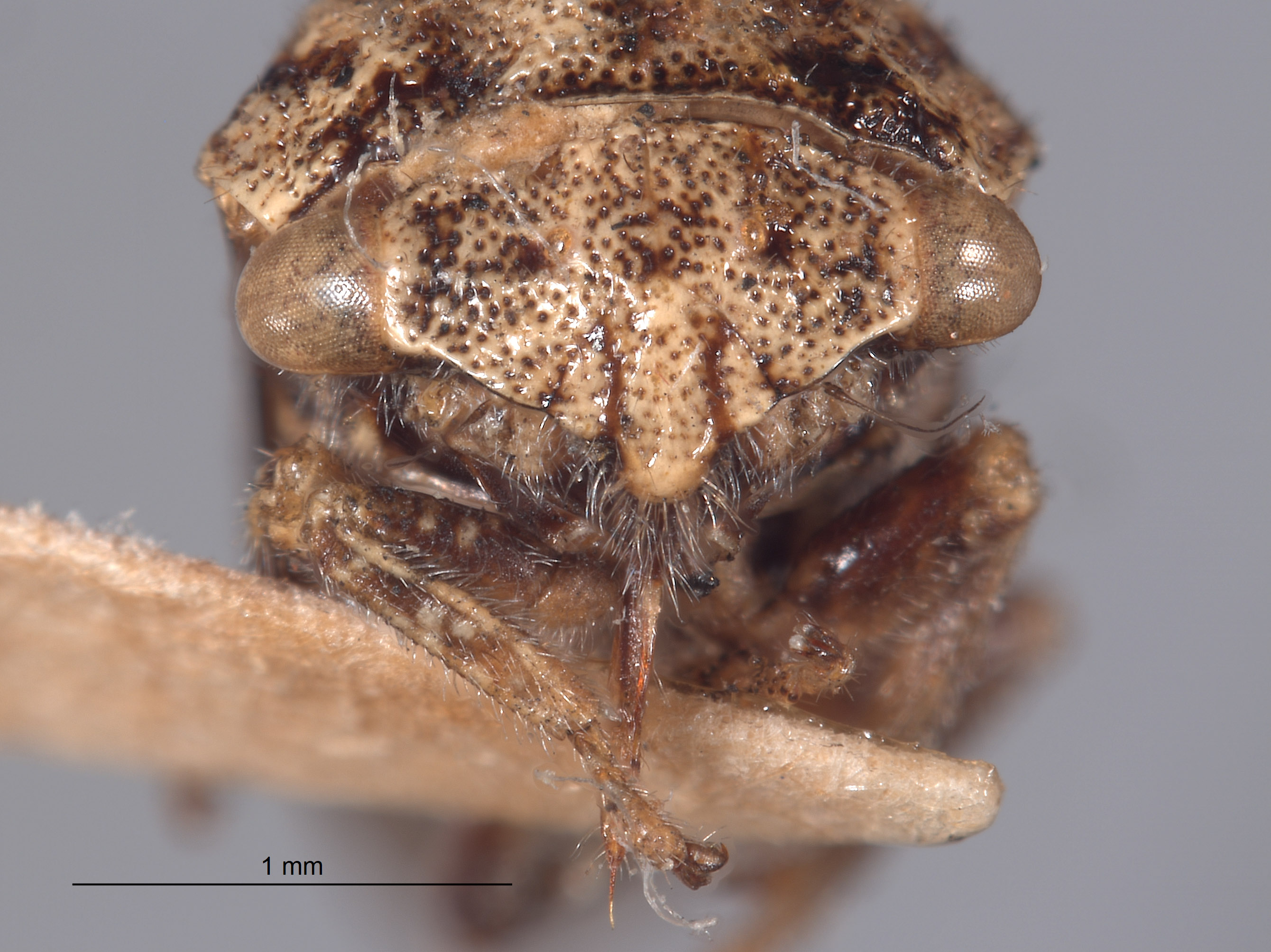 Cyrtolobus limus image