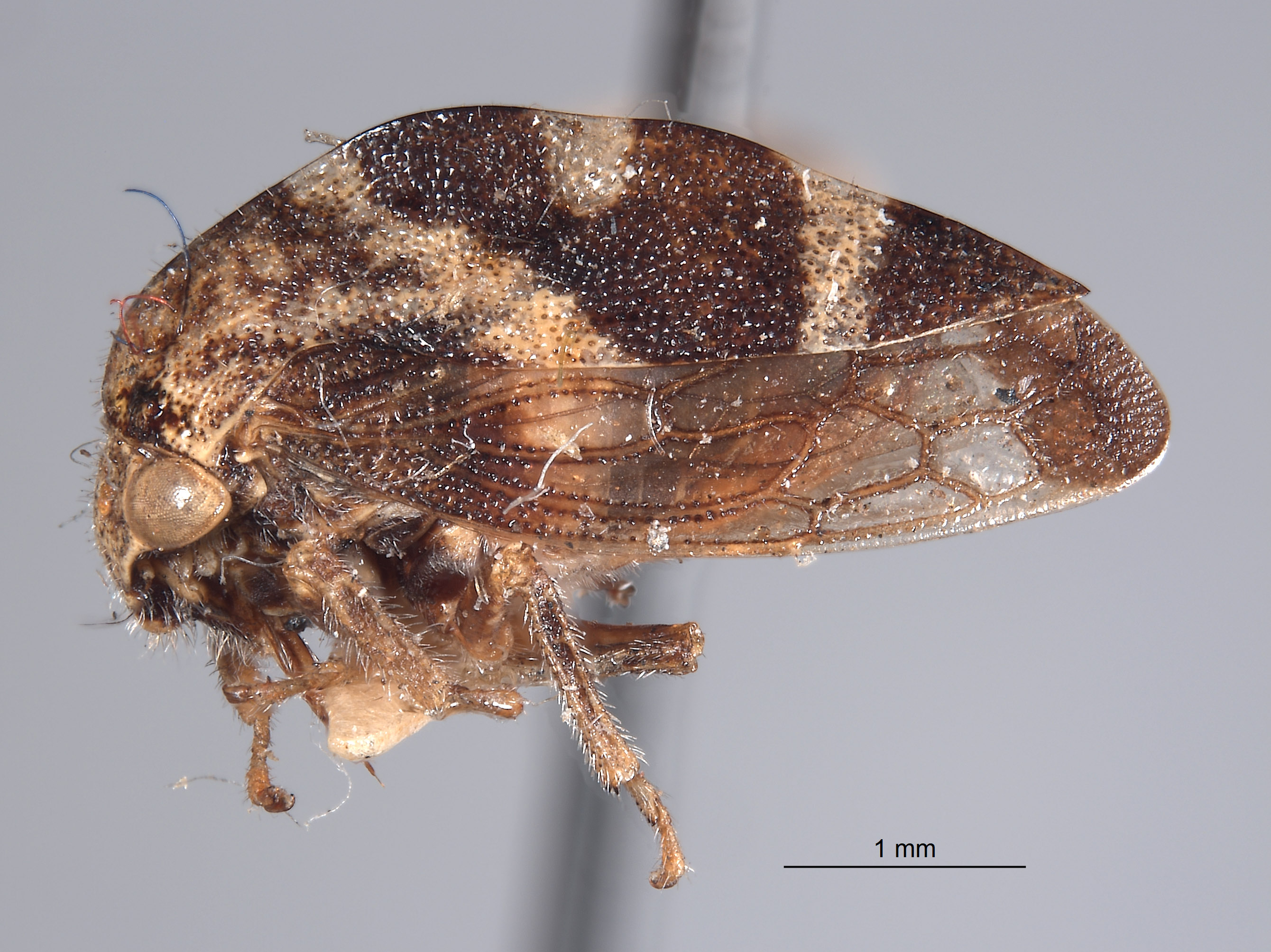 Cyrtolobus limus image