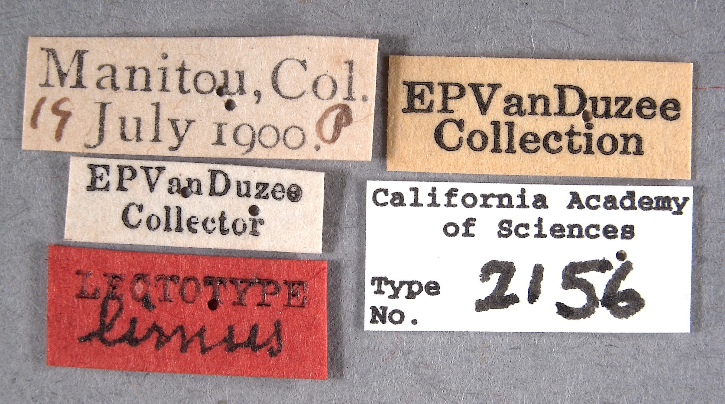 Cyrtolobus limus image