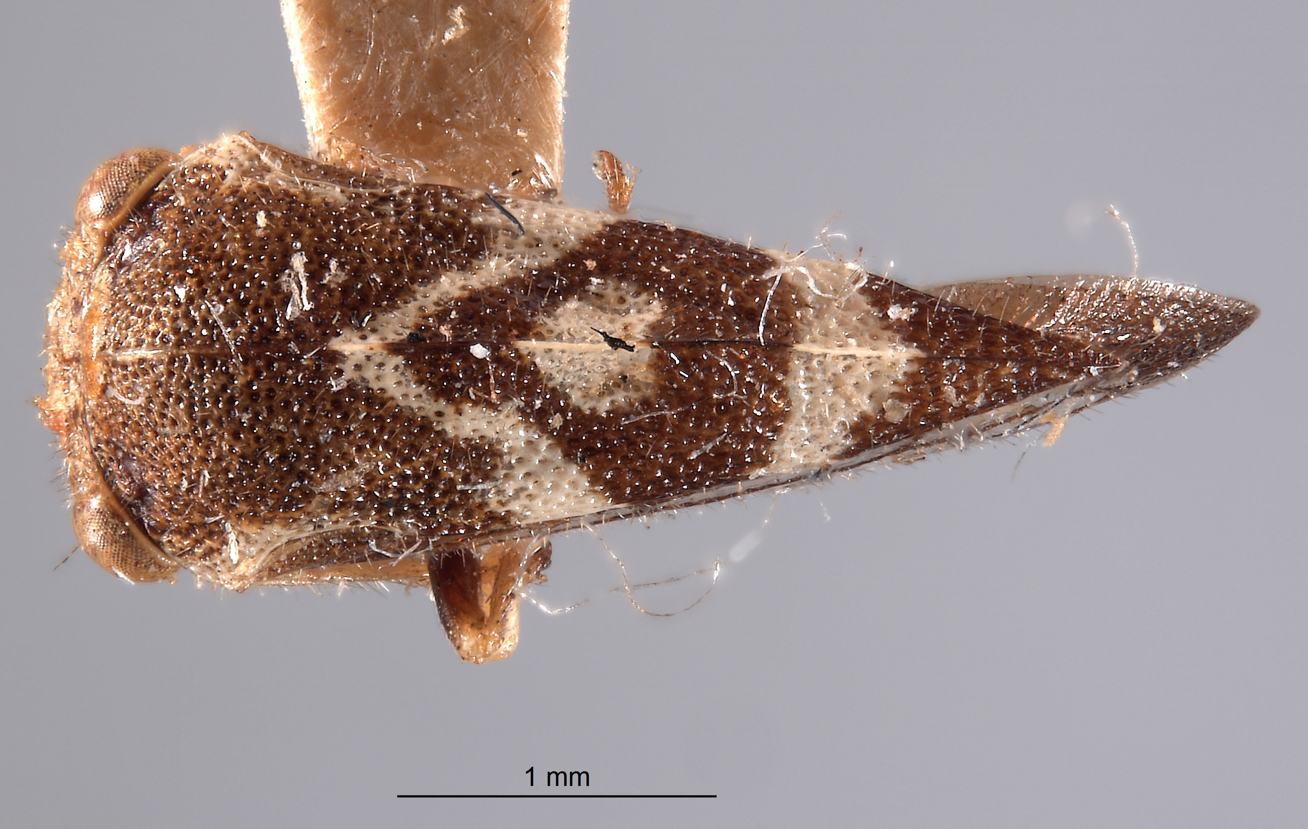 Cyrtolobus acutus image