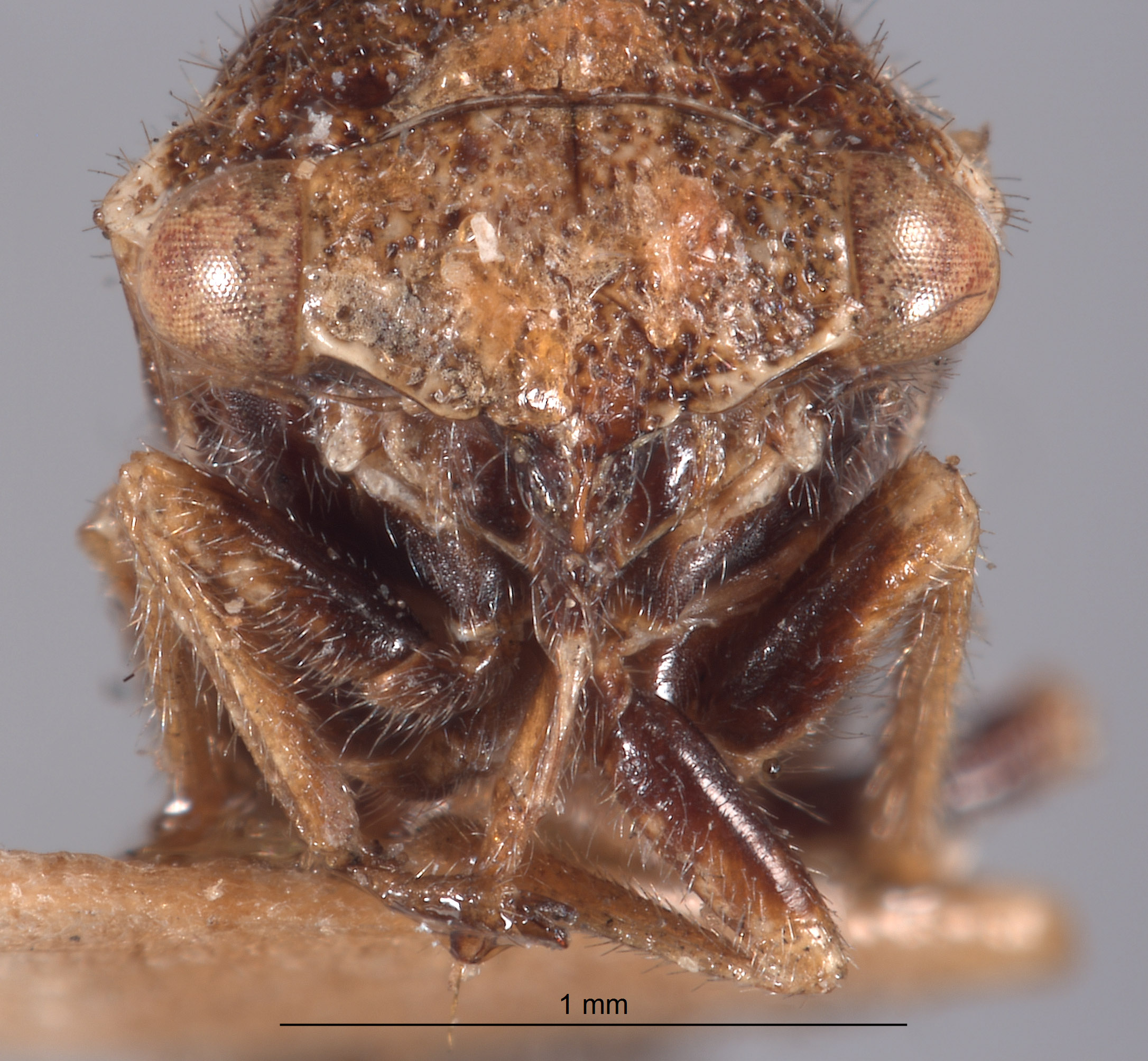 Cyrtolobus acutus image