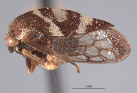 Cyrtolobus acutus image