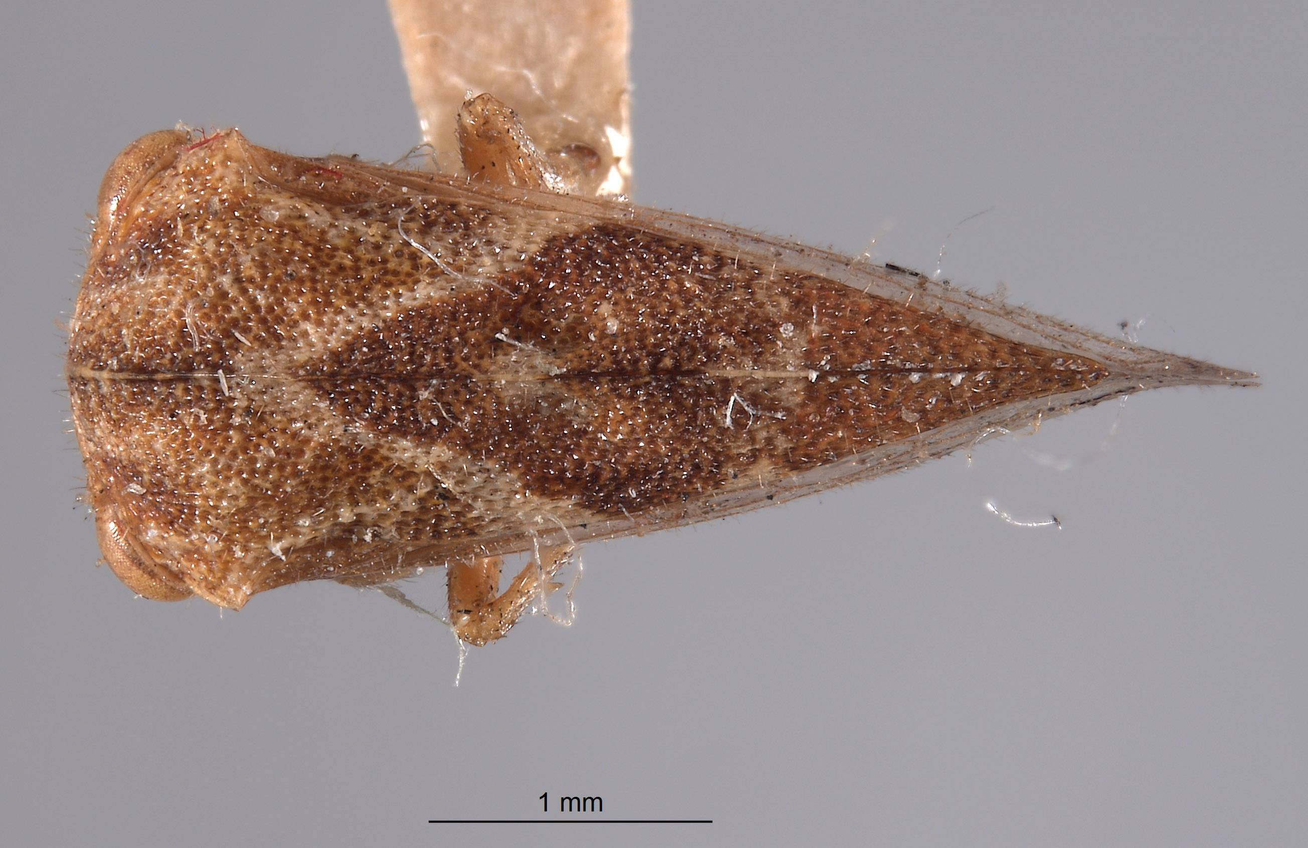 Cyrtolobus acutus image