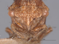 Cyrtolobus acutus image