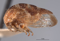 Cyrtolobus acutus image