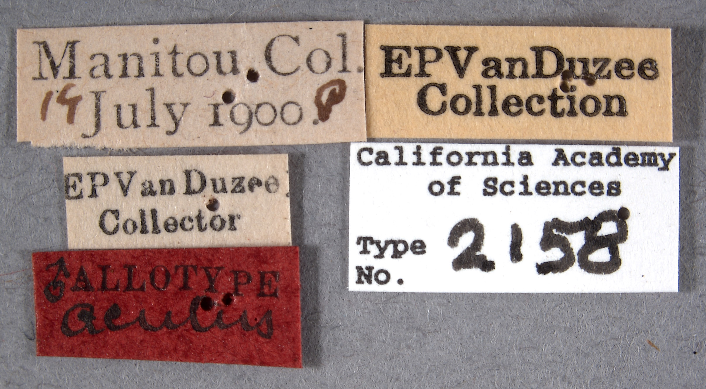 Cyrtolobus acutus image