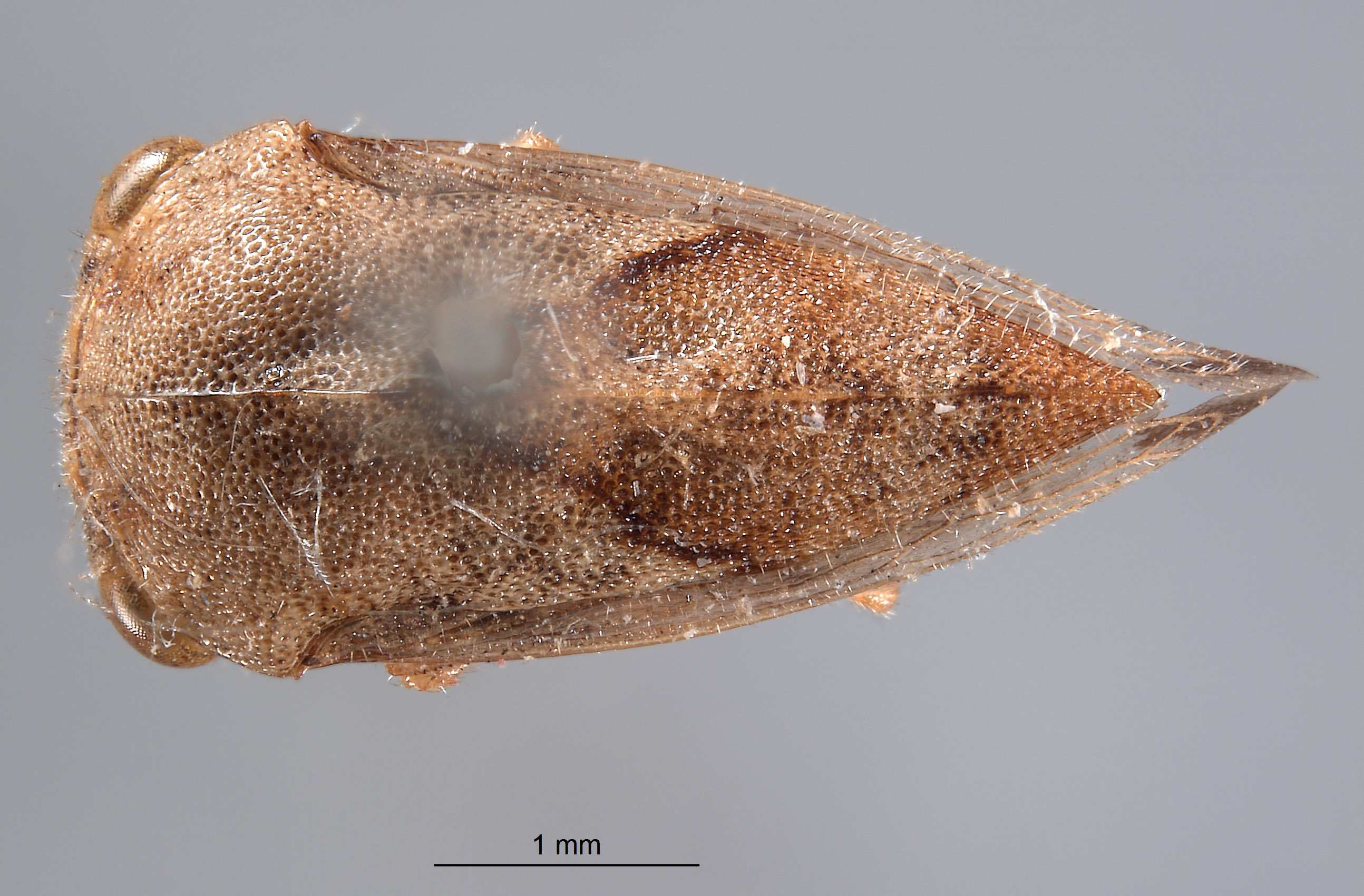 Cyrtolobus griseus image