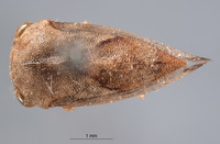 Cyrtolobus griseus image