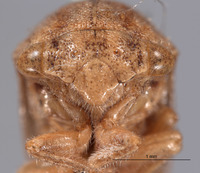 Cyrtolobus griseus image