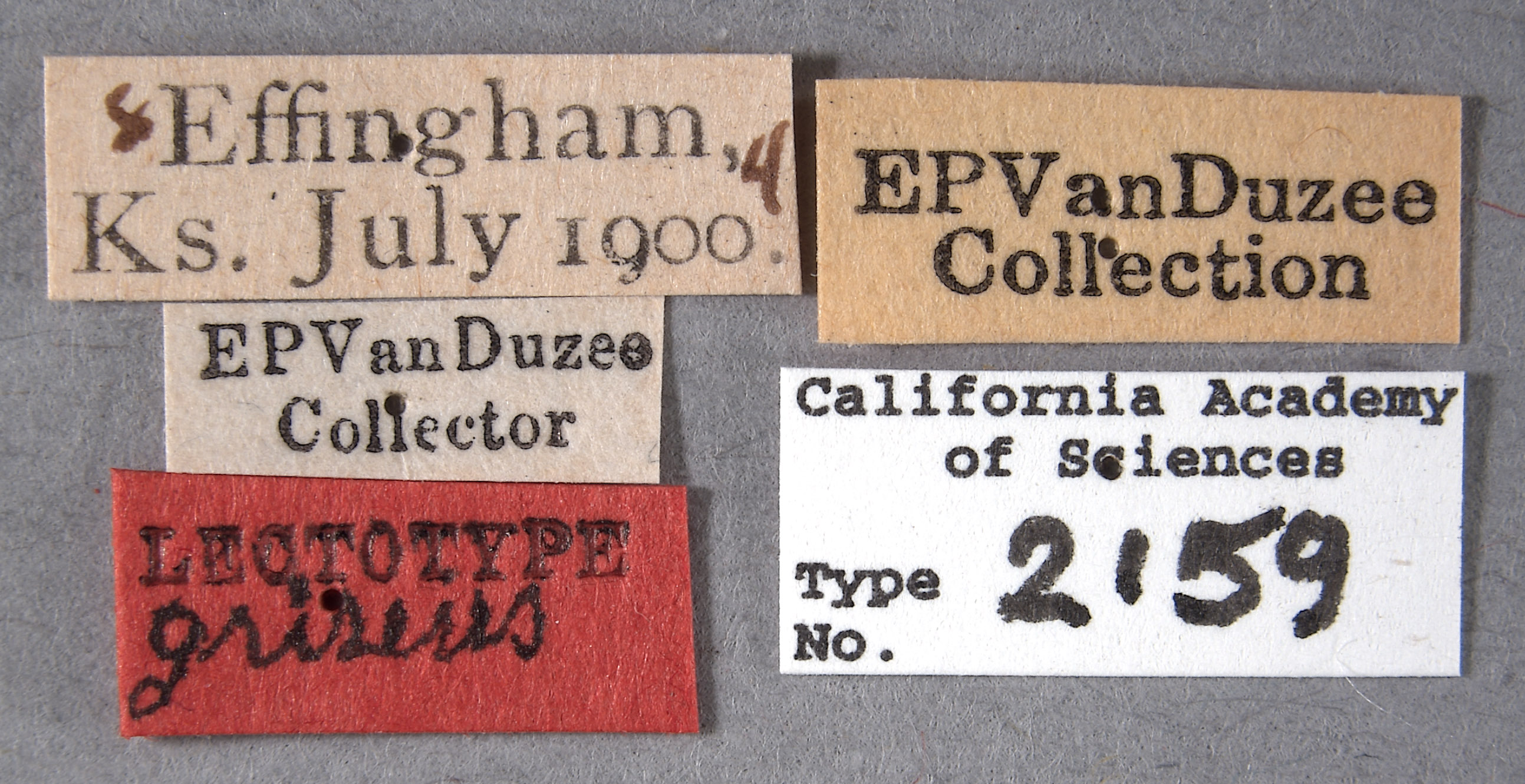 Cyrtolobus griseus image