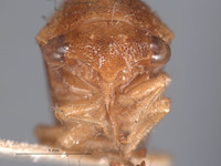 Cyrtolobus nitidus image