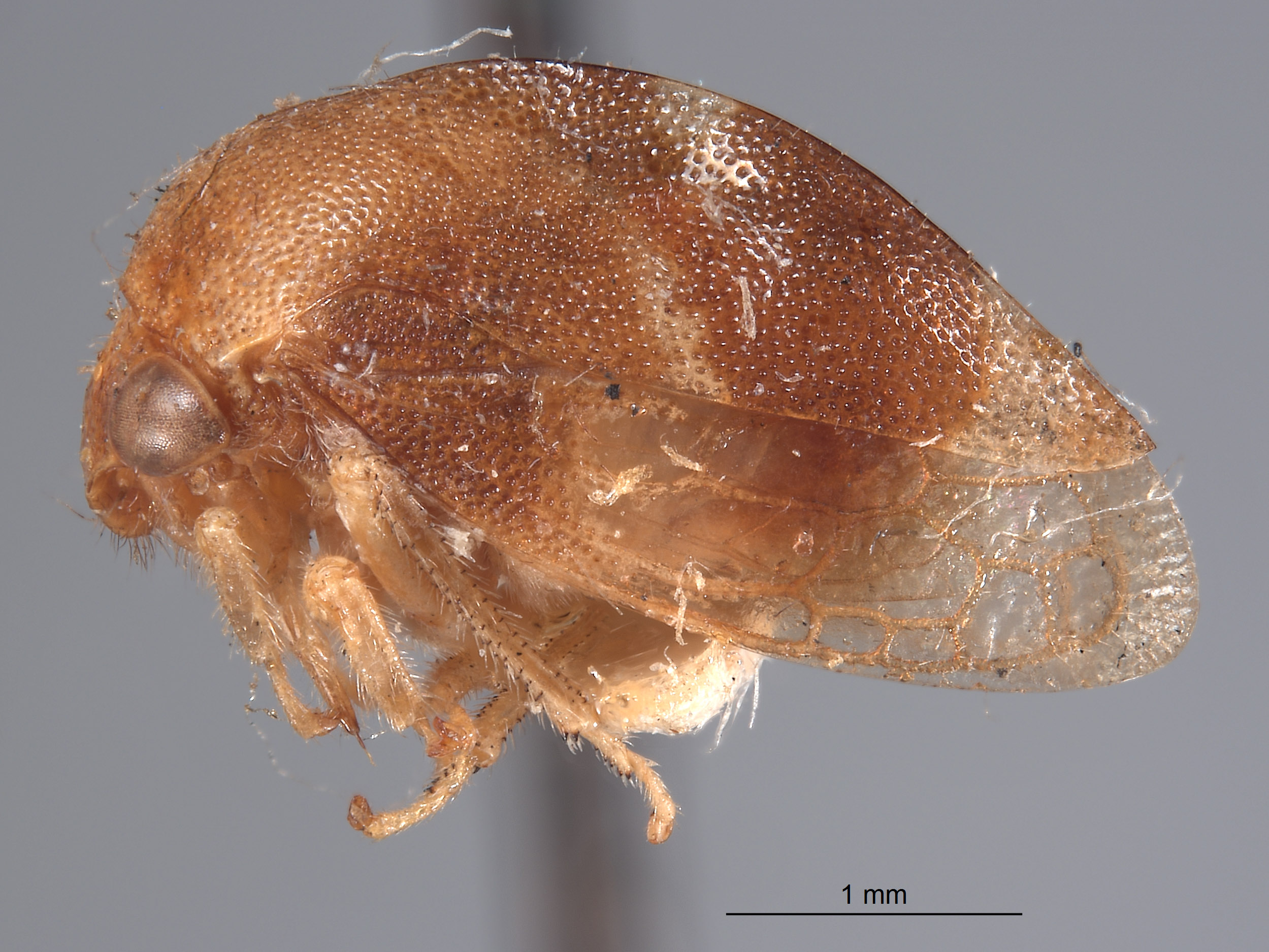 Cyrtolobus nitidus image