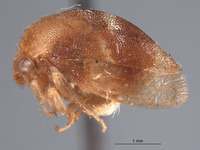 Cyrtolobus nitidus image