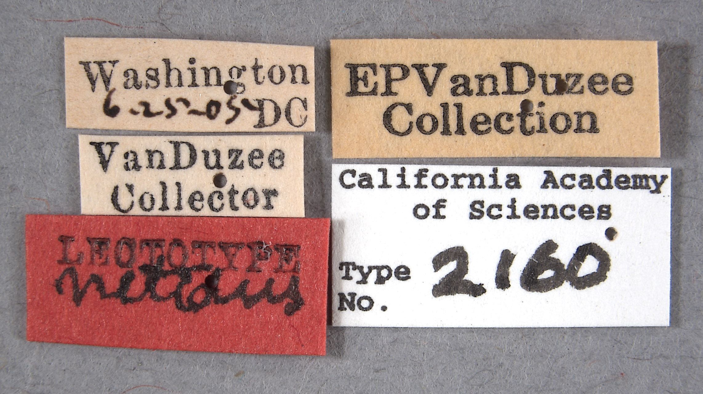 Cyrtolobus nitidus image