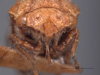 Cyrtolobus inflatus image