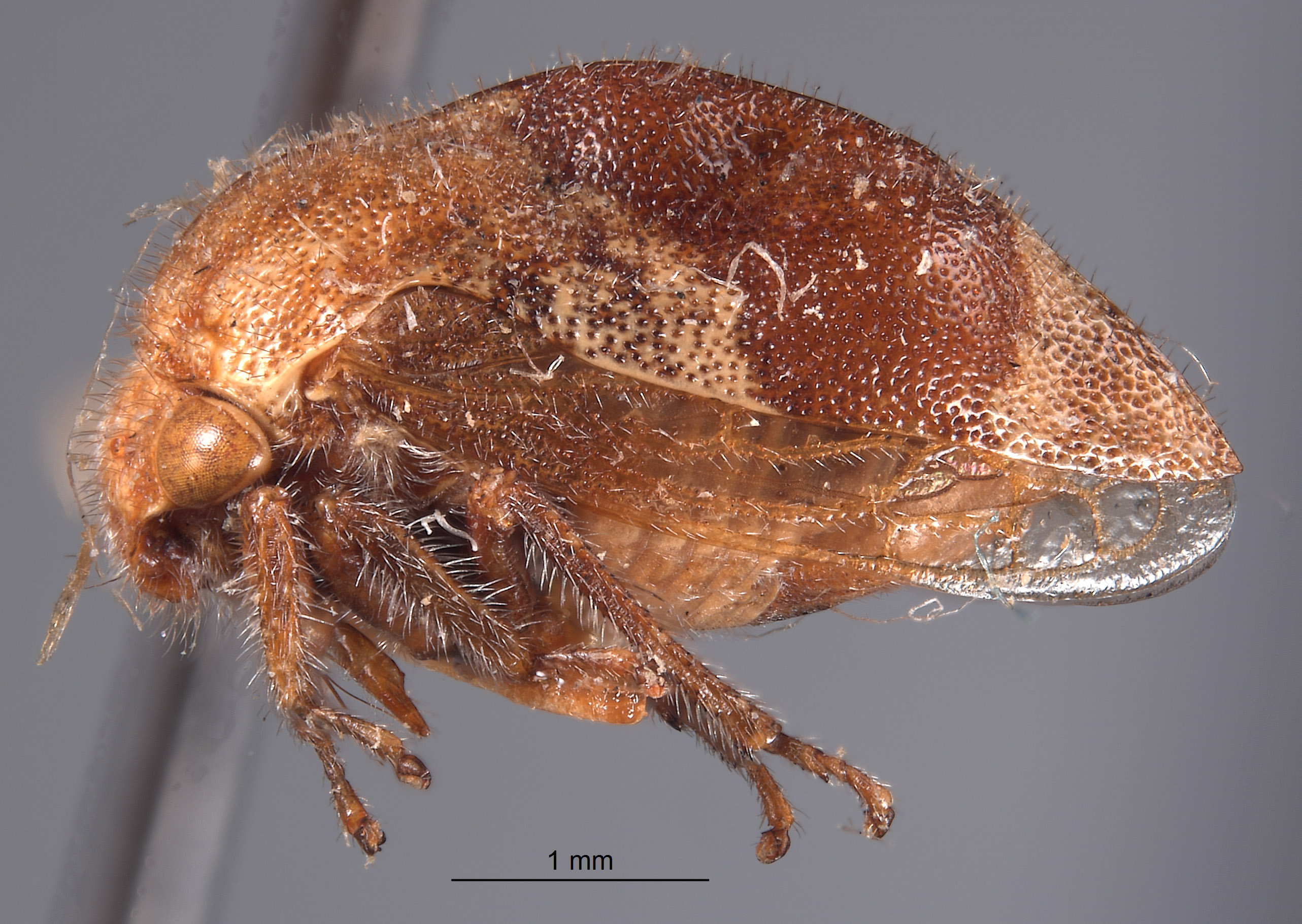 Cyrtolobus inflatus image