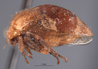 Cyrtolobus inflatus image