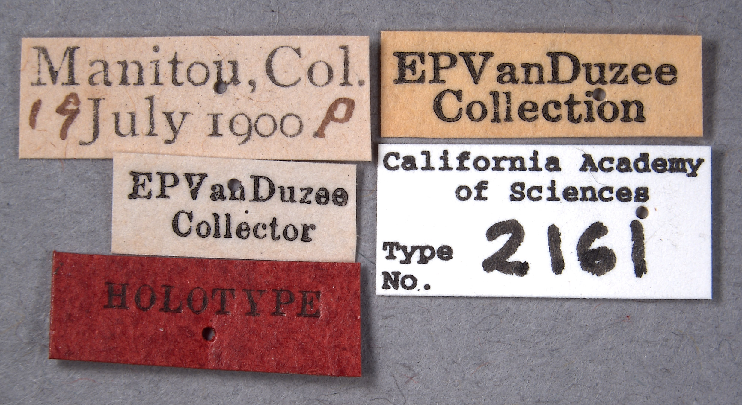 Cyrtolobus inflatus image