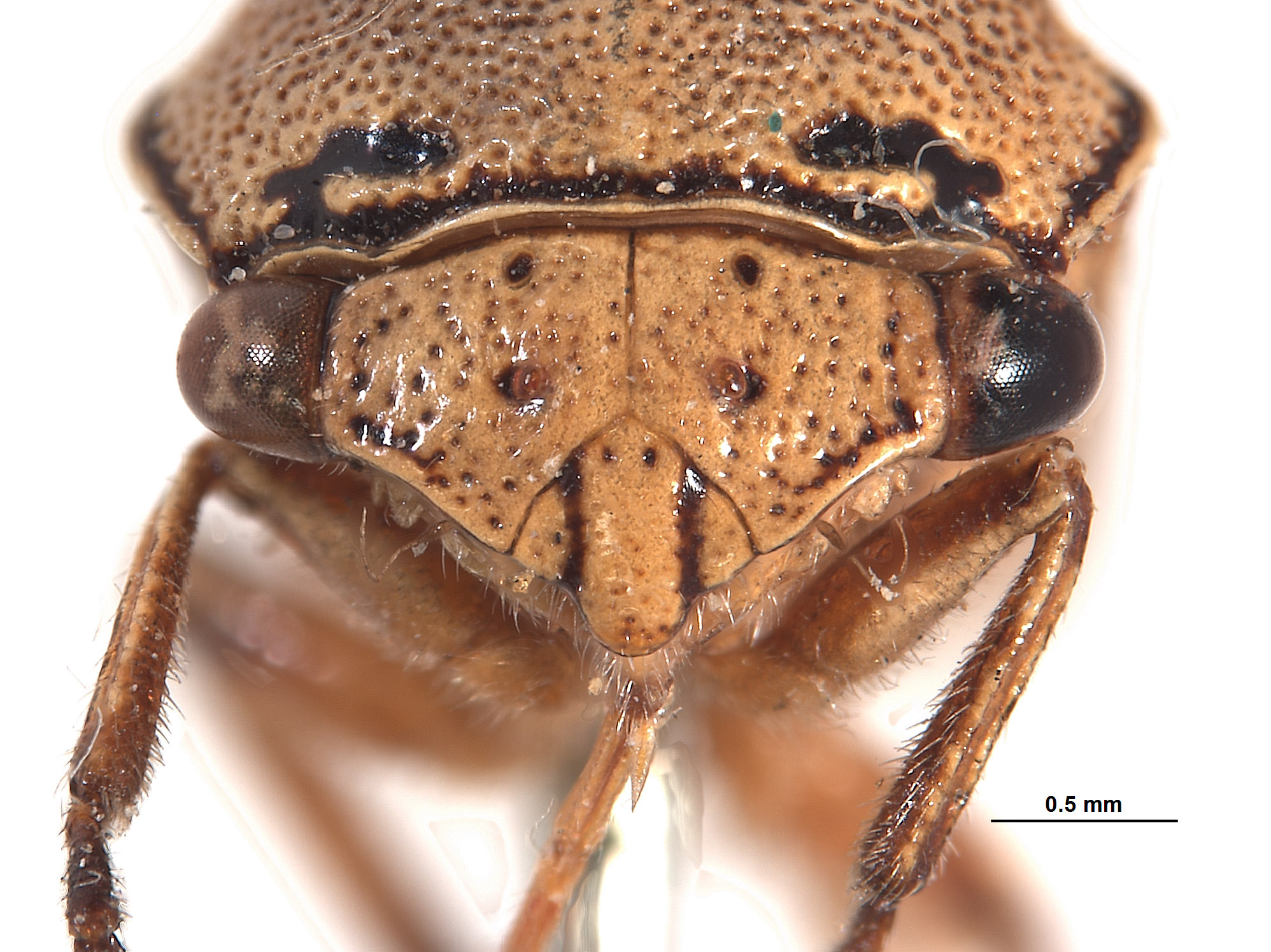 Ophiderma nigrocincta image