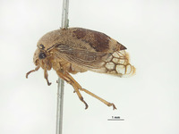 Ophiderma nigrocincta image