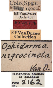 Ophiderma nigrocincta image