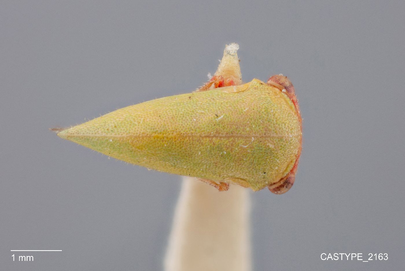 Idioderma virescens image