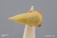 Idioderma virescens image