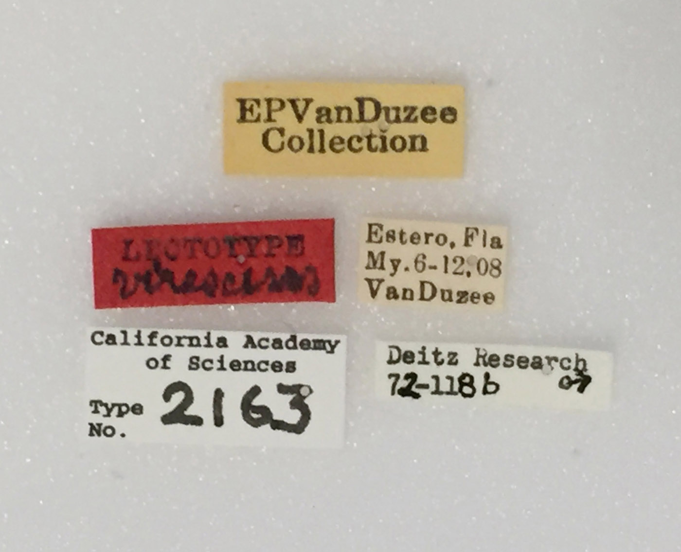 Idioderma virescens image