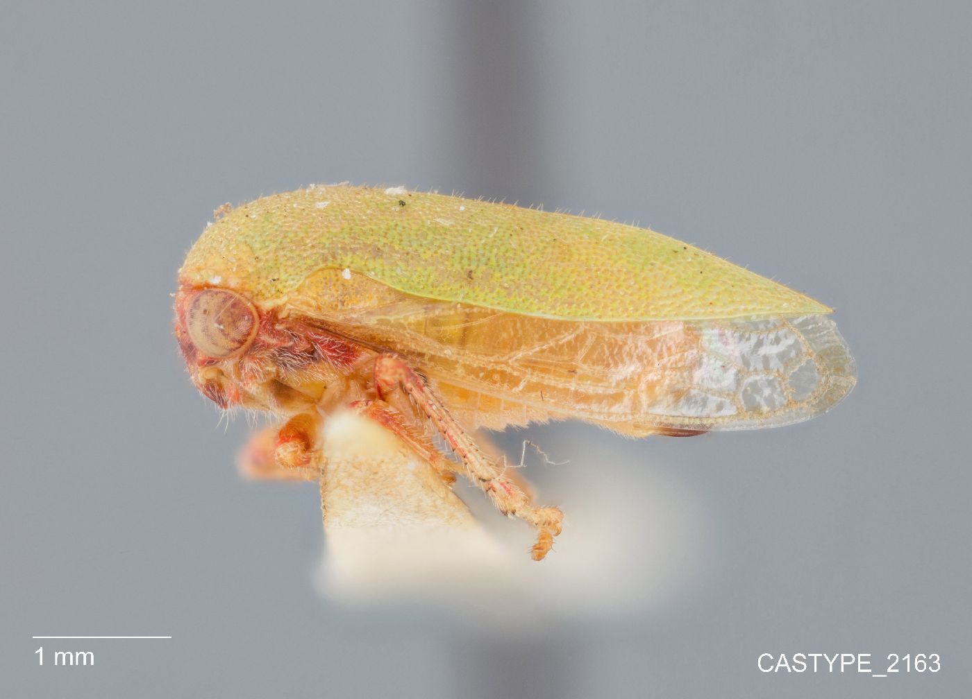 Membracidae image