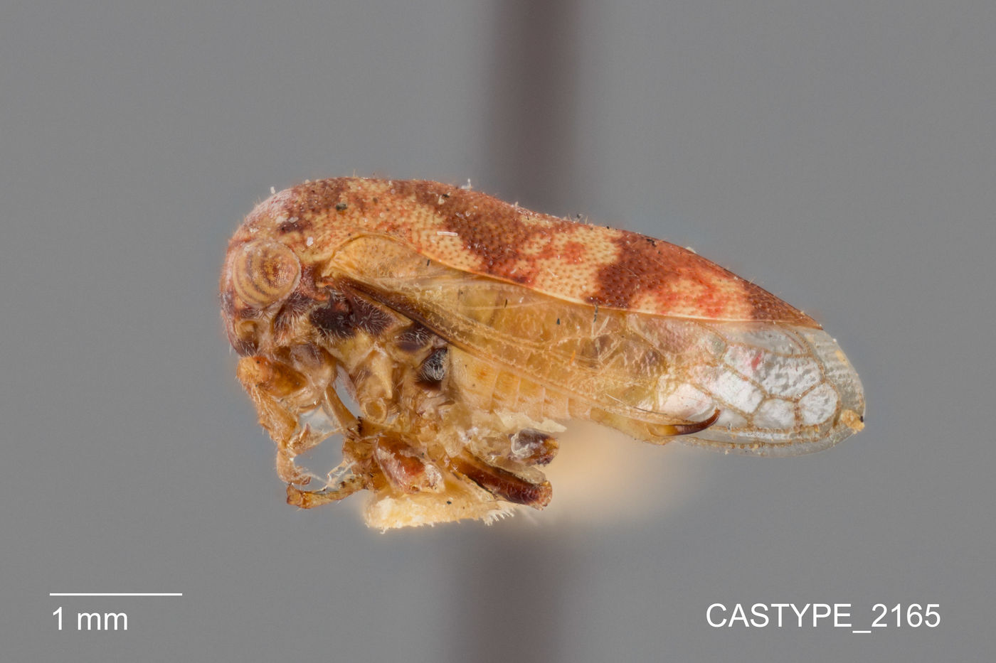 Idioderma varia image