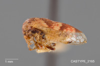 Idioderma varia image