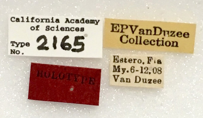 Idioderma varia image