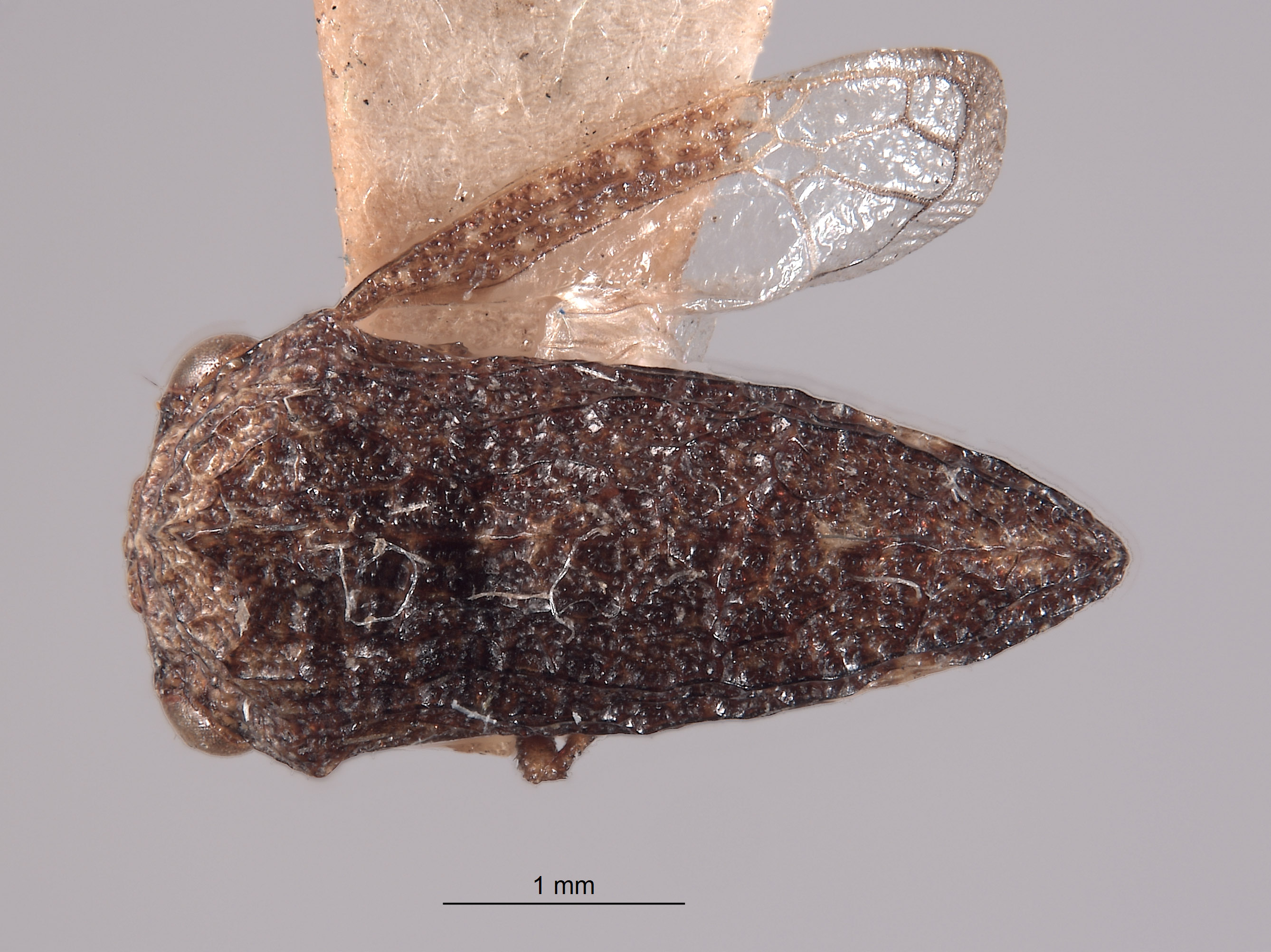 Publilia reticulata image