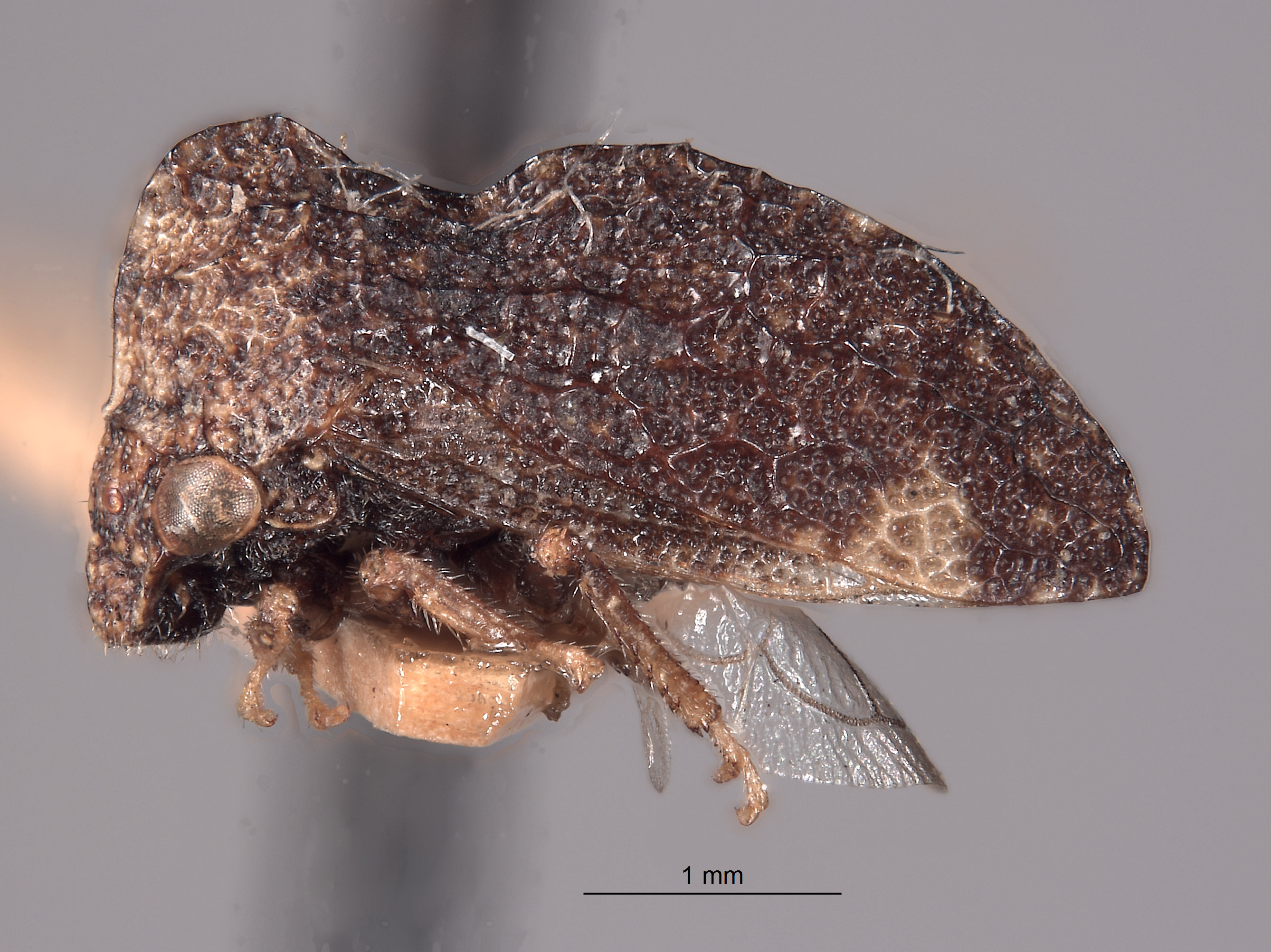 Publilia reticulata image