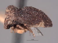 Publilia reticulata image