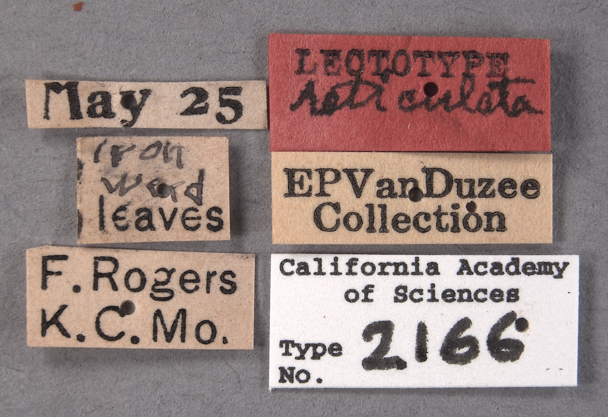 Publilia reticulata image