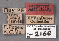 Publilia reticulata image