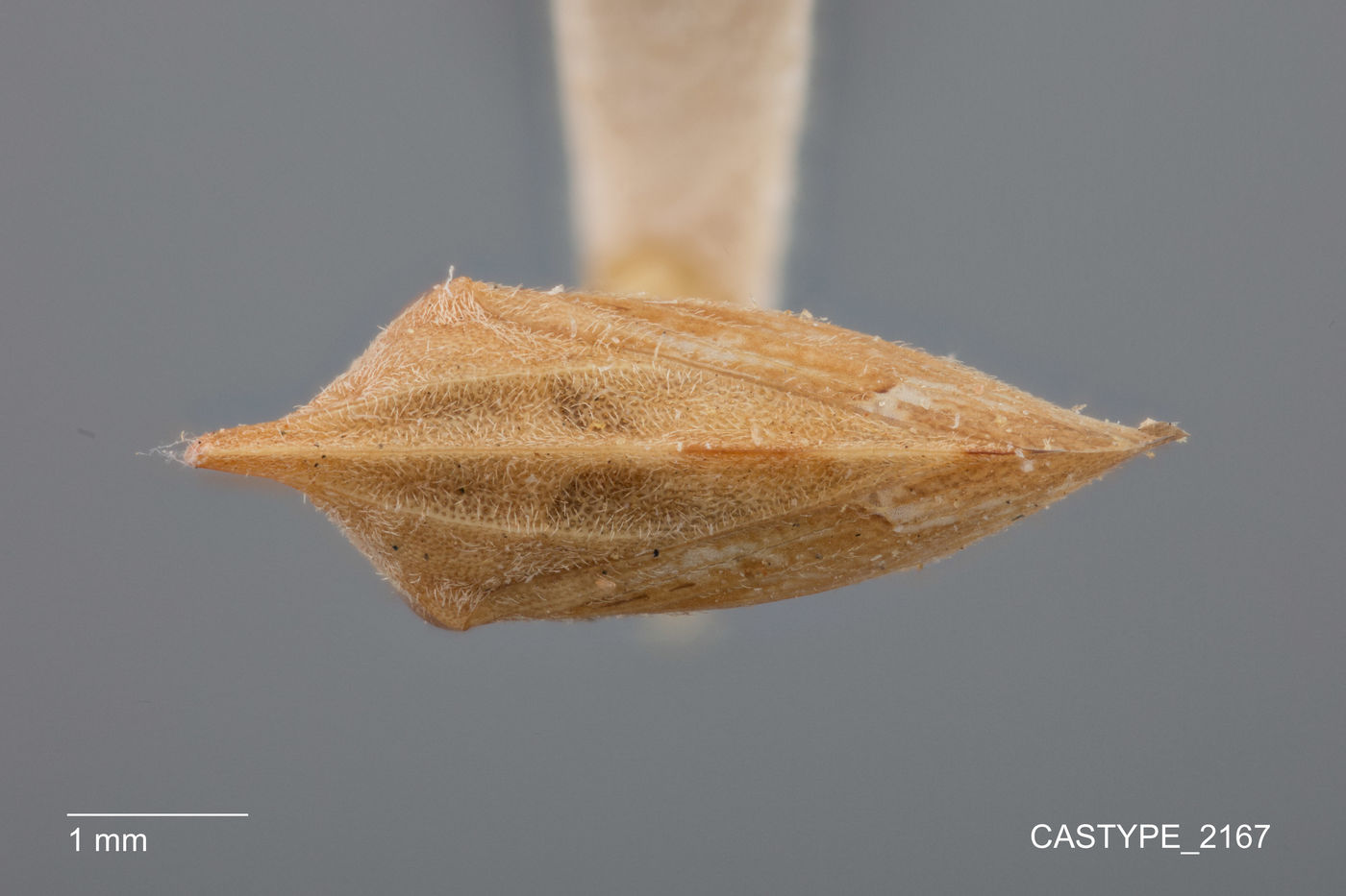 Echenopa permutata image