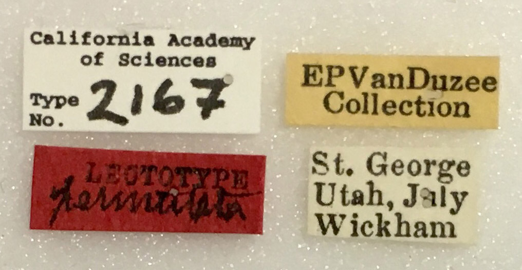 Echenopa permutata image