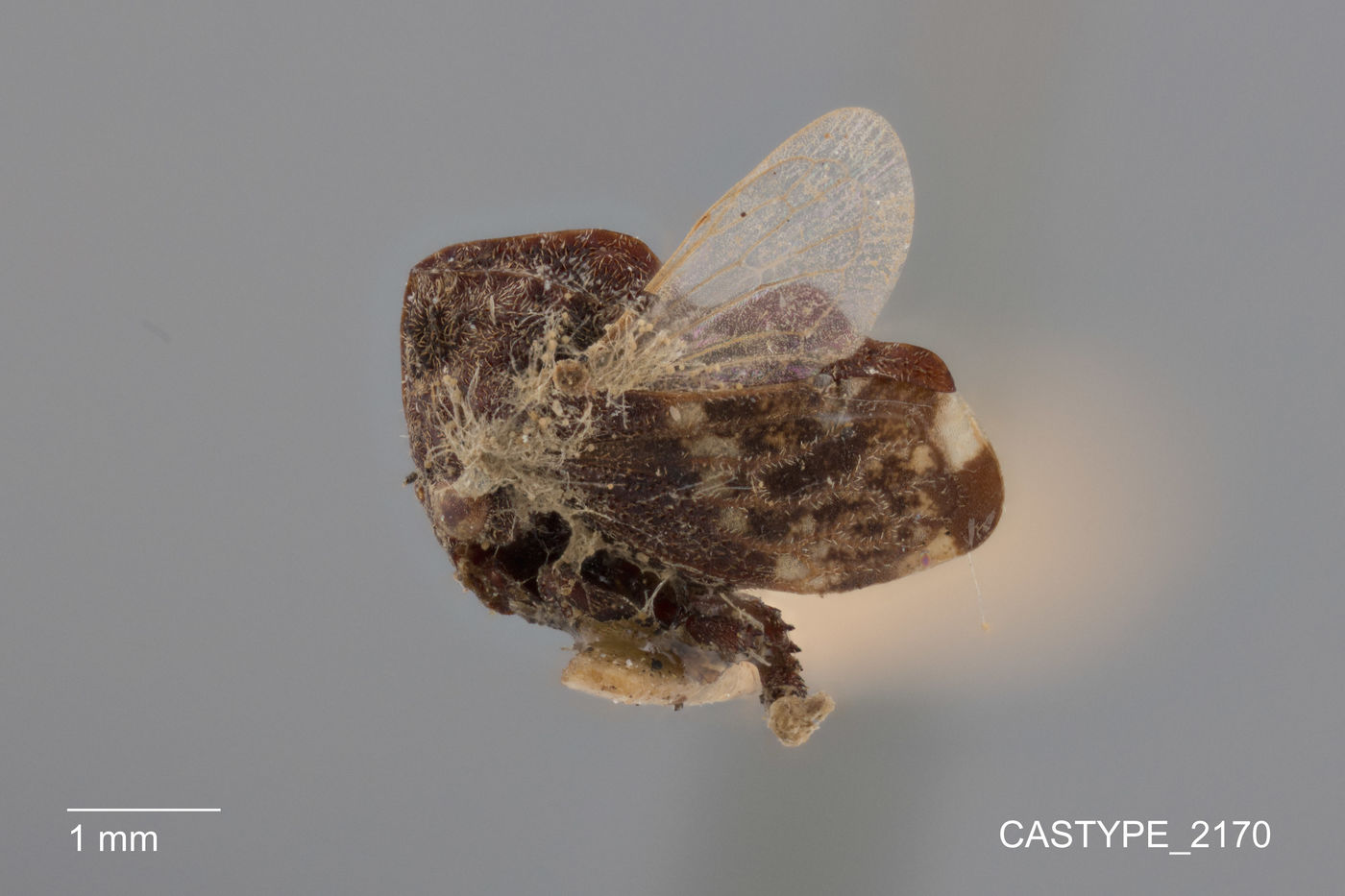 Tylopelta brevis image