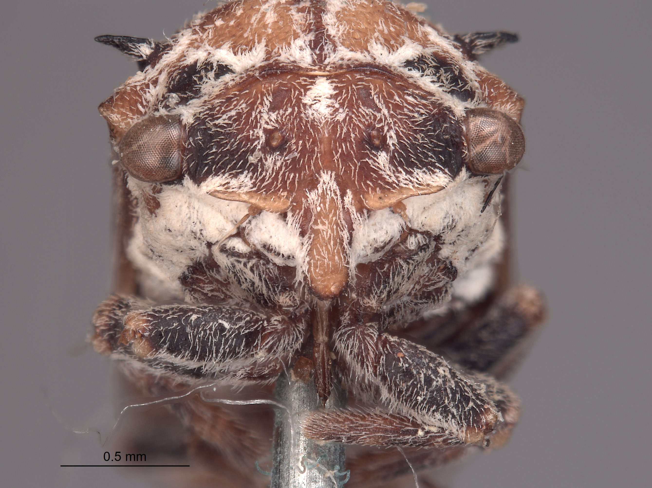 Tylocentrus reticulatus image