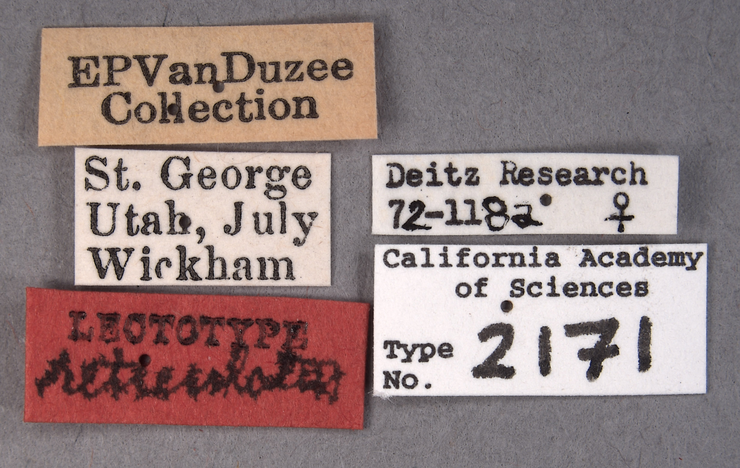 Tylocentrus reticulatus image