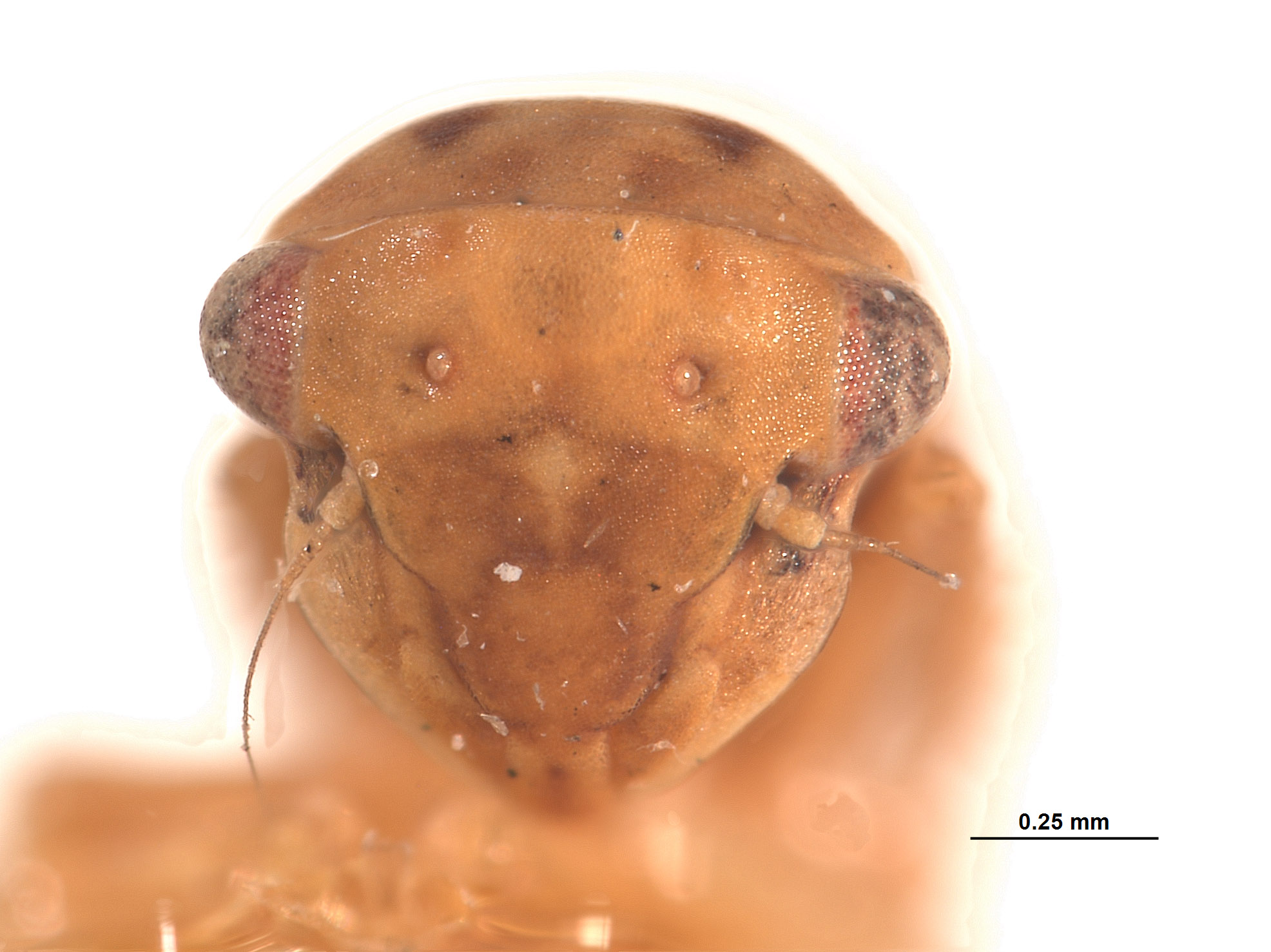 Agallia deleta image