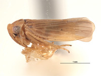 Agallia deleta image