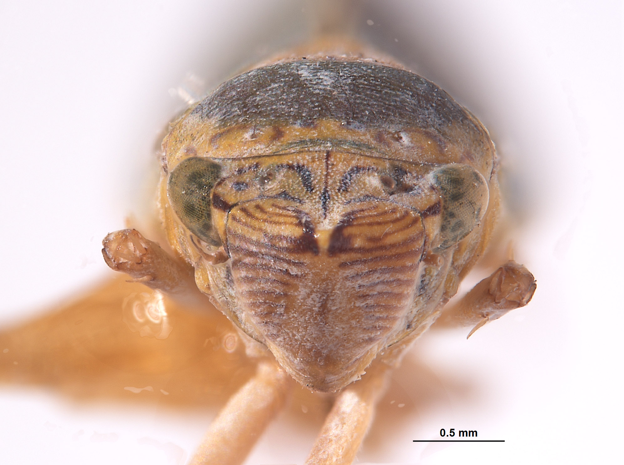 Draeculacephala inscripta image