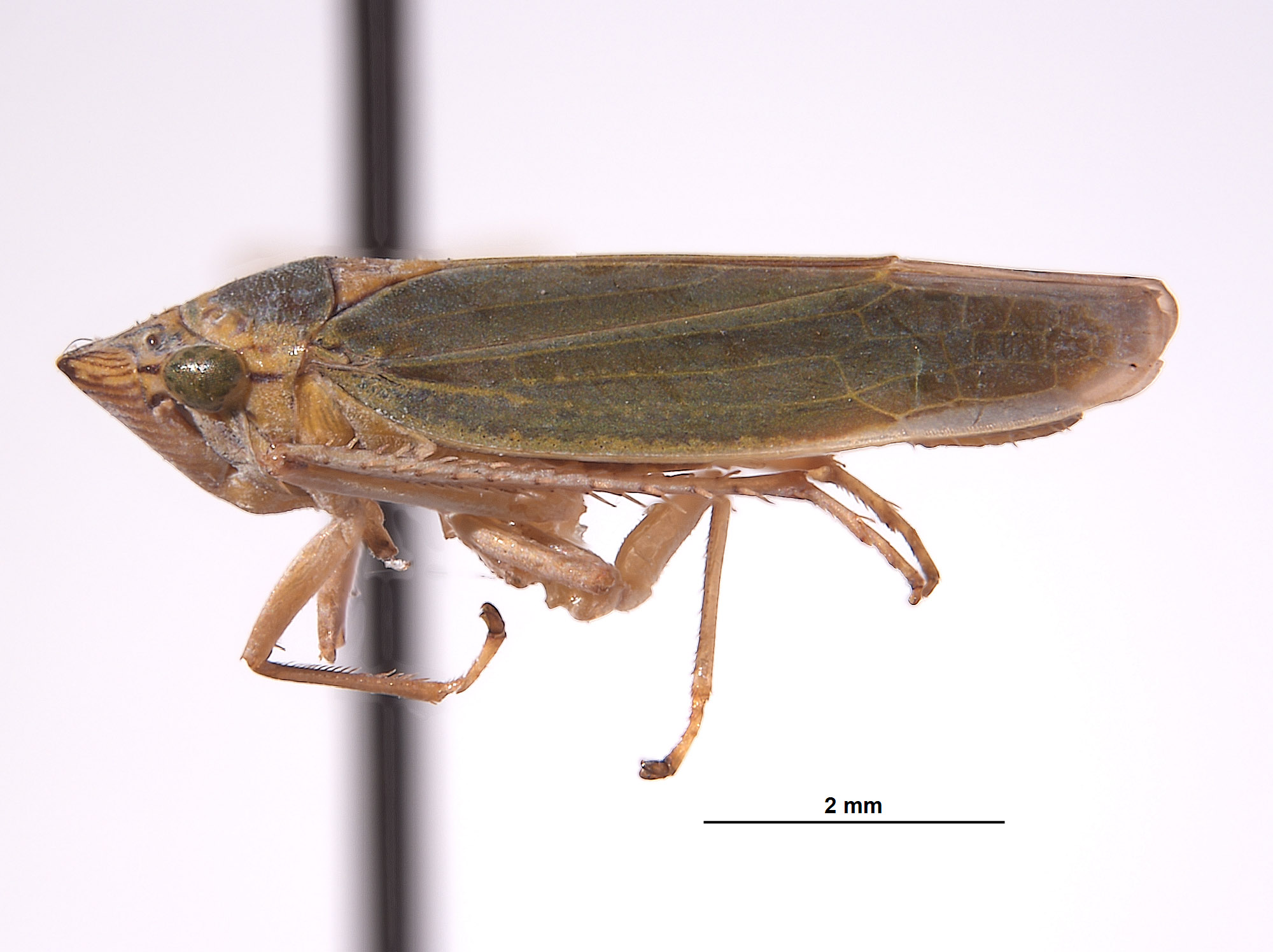 Draeculacephala inscripta image