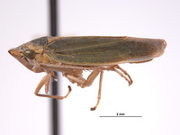 Draeculacephala inscripta image