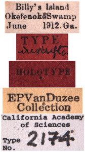 Draeculacephala inscripta image